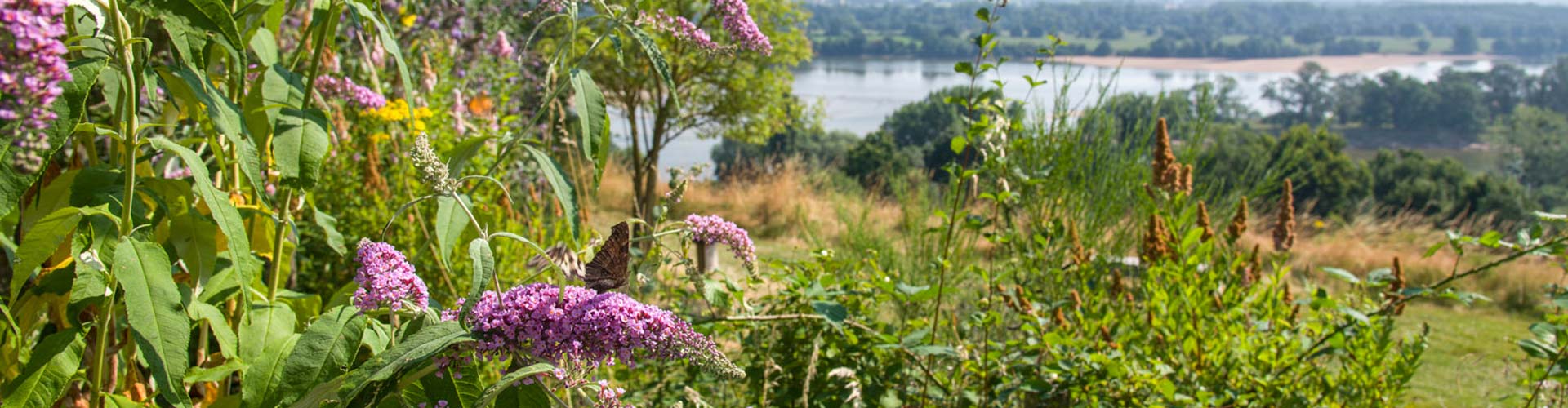 Les alentours du Camping de l'Étang