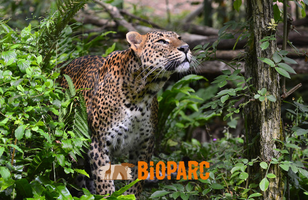 Le Bioparc
