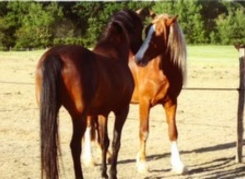 ECURIES DES QUATRE VENTS