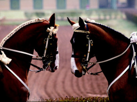 Les estivales du cadre noir de Saumur