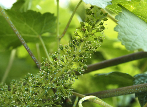 SENTIER DINTERPRÉTATION DU VIGNOBLE DE L'AUBANCE : LA VIGNE AU FIL DU TEMPS