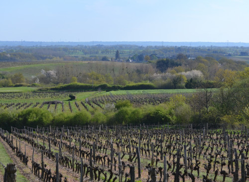 CIRCUIT DE LA FORÊT AU LAYON
