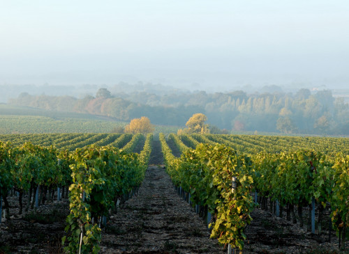 SENTIER D'INTERPRÉTATION DU VIGNOBLE DE L'AUBANCE : VIGNOBLE ET GÉOLOGIE